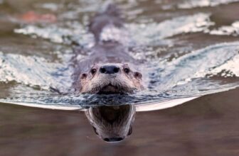 ‘Bizarre Trying’ Otter Poo Reveals an Sudden Function in Parasite Management