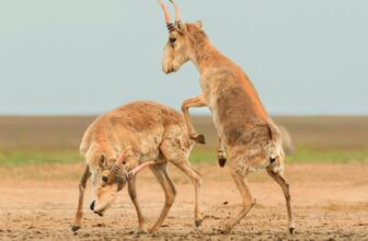 Right here Are the Winners of the 2025 Wildlife Pictures of the 12 months Contest