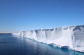 Scientists Went In search of Shackleton’s Endurance. They discovered a Hidden Fish Metropolis in Excellent Formation As an alternative