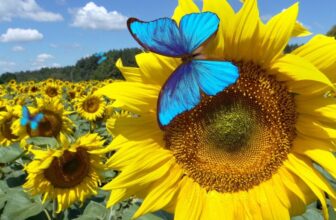 Bluesky Will Check a ‘Dislike’ Choice. It Might Assist Repair a Enormous Downside