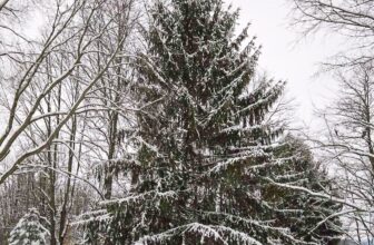 The Little Issues E-newsletter #500 – Life, laughter, and plenty of nice meals!